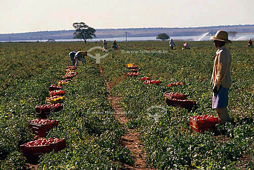  Agriculture - Workers and boxes of tomato industry: processed tomato, traditionally used for the processing industry - Cafelandia - Sao Paulo state - Brazil  