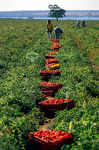  Agriculture - Workers and boxes of tomato industry: processed tomato, traditionally used for the processing industry - Cafelandia - Sao Paulo state - Brazil  