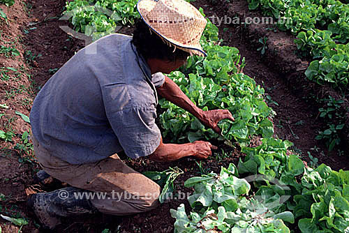  Man working on lettuce plantation - Brazil 