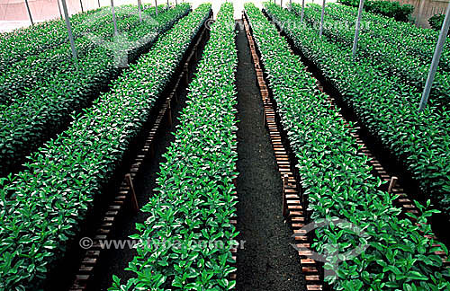  Citrus greenhouse - Araras city - Sao Paulo state - Brazil 