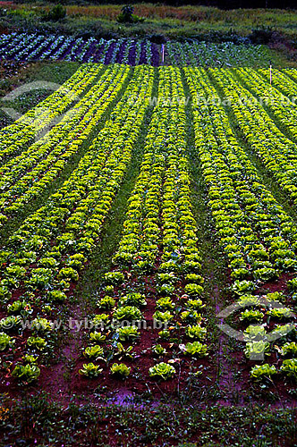  Agriculture - Vegetables - Lettuce plantation - Friburgo city - Rio de Janeiro state - Brazil 