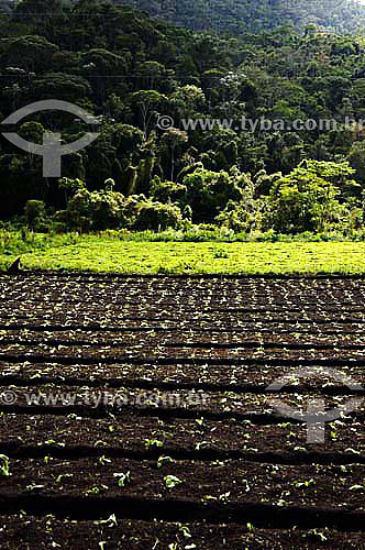  Organic Greenery - Sao Jose do Vale do Rio Preto town - Rio de Janeiro state - Brazil - November 2006 