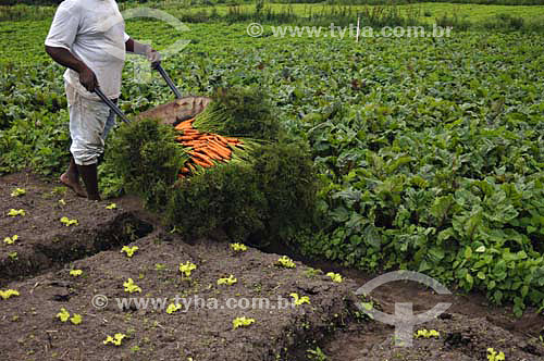  Man harvesting carrots at Organic Greenery - Sao Jose do Vale do Rio Preto town - Rio de Janeiro state - Brazil - November 2006 