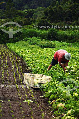  Man harvesting lettuce at Organic Greenery - Sao Jose do Vale do Rio Preto town - Rio de Janeiro state - Brazil - November 2006  