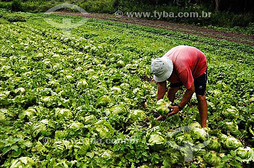  Man harvesting lettuce at Organic Greenery - Sao Jose do Vale do Rio Preto town - Rio de Janeiro state - Brazil - November 2006 