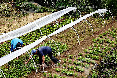  Men working at Organic Greenery - Sao Jose do Vale do Rio Preto town - Rio de Janeiro state - Brazil - November 2006 