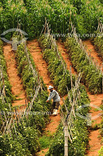  Man working at Organic Tomatos plantation - Farms near Sao Fidelis town - Rio de Janeiro state - Brazil - December 2006 