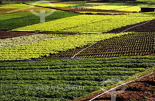  Horticulture plantation - Terezopolis region - Rio de Janeiro state - Brazil 
