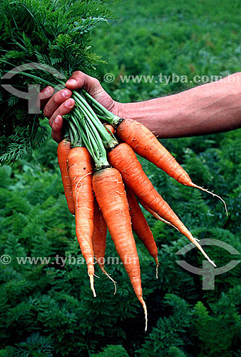  Detail of hand holding carrots - Brazil 