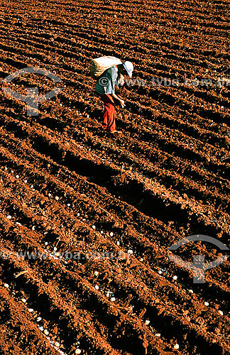  Workers manually cultivating potatoes - Porto Ferreira village - Brazil  