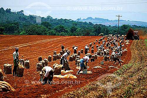  Workers manually cultivating potatoes  - Tres Coraçoes village - Minas Gerais state - Brazil 