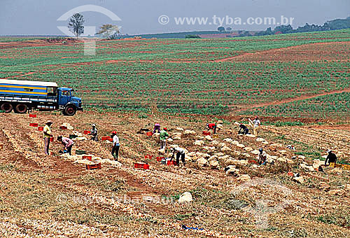 Workers manually cultivating onions - Monte Alto Village - Sao Paulo state - Brazil 