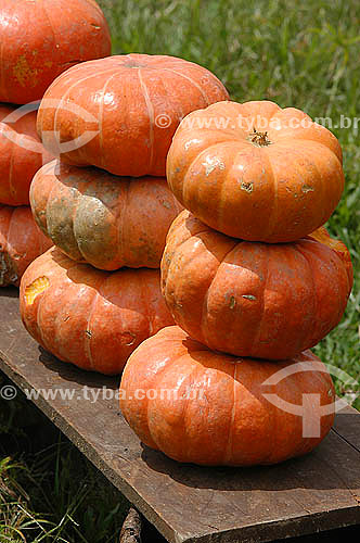  Agriculture - Vegetables - Piles of Pumpkins 