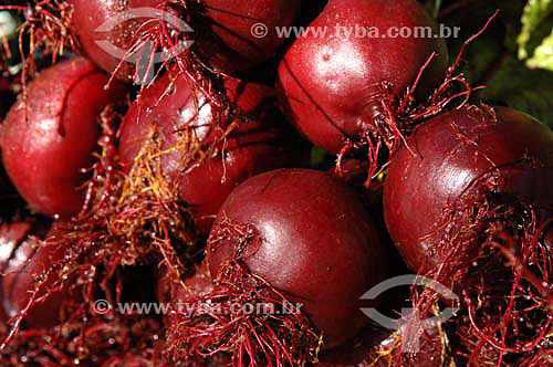  Beets - Organic Food production - Sao Jose do Vale do Rio Preto city - Rio de Janeiro state - Brazil - November 2006 