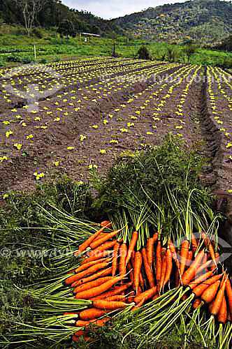  Mount of carrots in Organic Greenery - Sao Jose do Vale do Rio Preto town - Rio de Janeiro state - Brazil - December 2006 