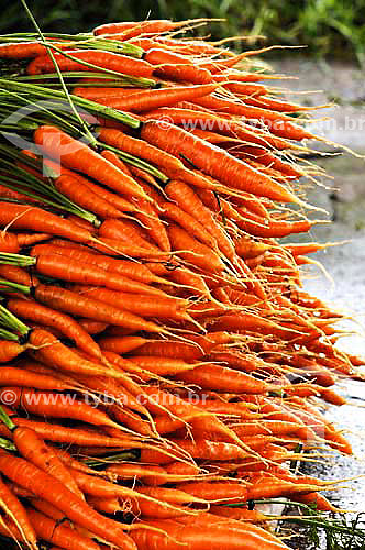  Organic Carrots - Sao Jose do Vale do Rio Preto town - Rio de Janeiro state - Brazil -December 2006 