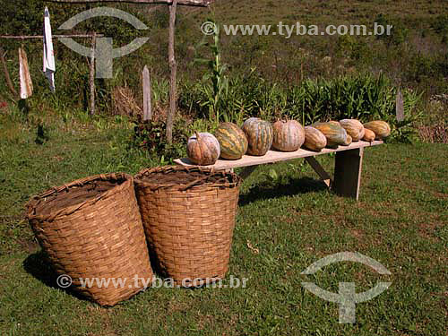  Pumpkin picked recently at farm - 
