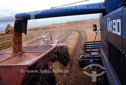  Rice collection machine at work - Jaguarao village - Rio Grande do Sul state - Brazil 