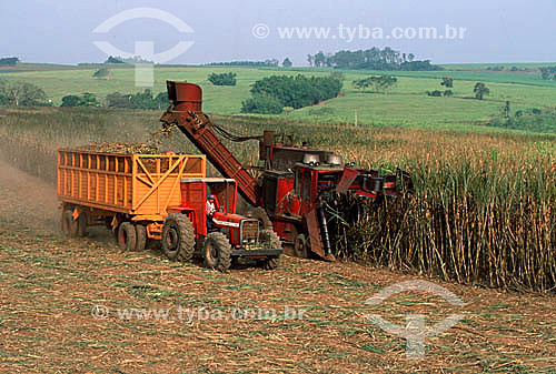  Sugar cane collection machine at work - Jaboticabal Village - Sao Paulo state - Brazil 