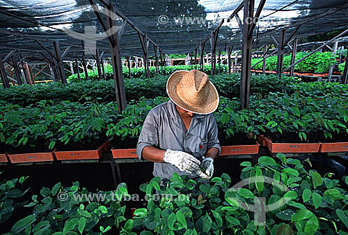  Reforestation greenhouse - Porto das Trombretas village - Para state  - Brazil 