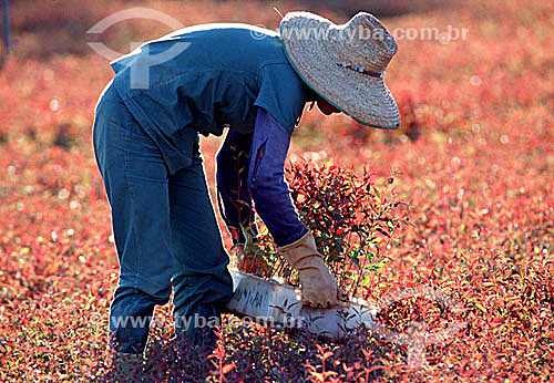  Farmer working - Brazil 