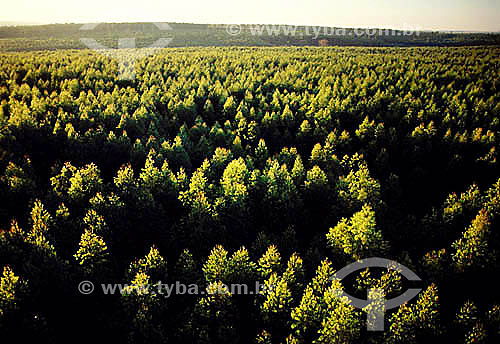  Reforestation: eucalyptuses plantation - Sao Paulo state - Brazil 