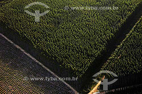  Eucalyptus plantation - Reforestation - Espirito Santo state - November 2006 