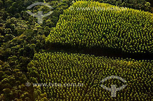  Eucalyptus plantation - Reforestation - Espirito Santo state - November 2006 