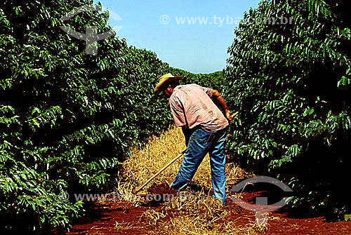  Worker with hoe on coffee plantation - Cajuru village - Sao Paulo state - Brazil 