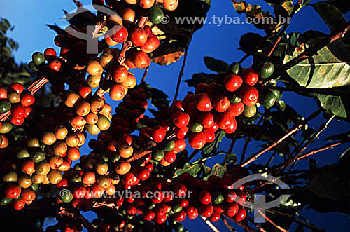  Detail of ripening coffee beans on branches -  Ibipora village - Parana state - Brazil 