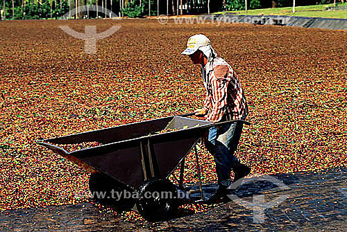  Worker manually harvesting coffee - Matao village - Sao Paulo state - Brazil 