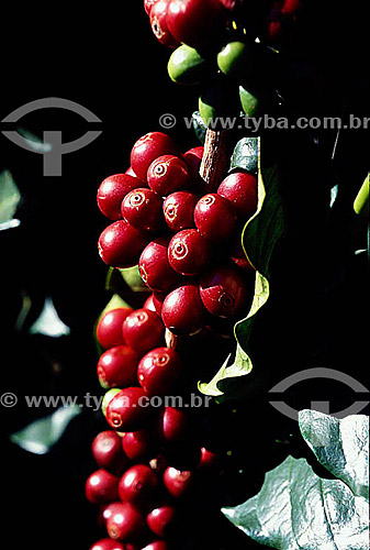 Coffee beans (Coffea arabica) - Coromandel Village - Minas Gerais state - Brazil 