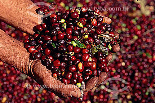  Detail of hands holding coffee beans  (Coffea arabica) - Guaramiranga region -  Baturite Mountain - Ceara state -  Brazil 
