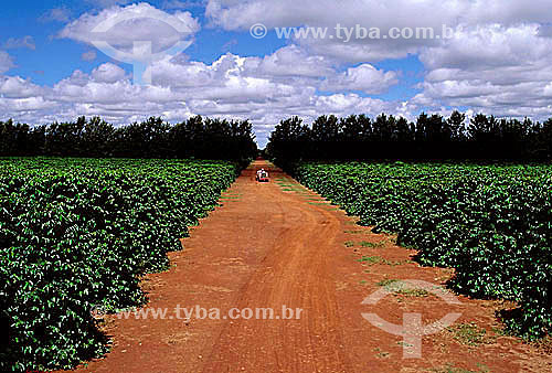  Coffee plantation - Savannas (Cerrado) - Coramandel - district - Minas Gerais state - Brazil 