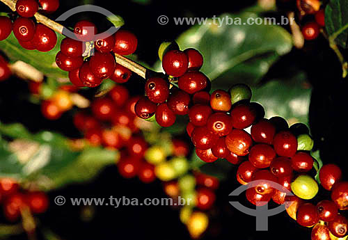  Detail of ripening coffee beans on branches -  Ibipora village - Parana state - Brazil 