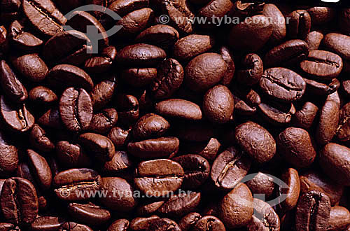  Detail of coffee beans (Coffea arabica) - Brazil 