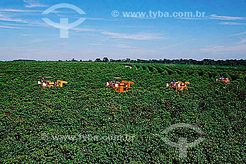  Coffee harvesting (Coffea arabica) - Matao - Sao Paulo state - Brazil 