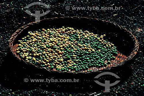  Unripe coffee beans - Brazil 