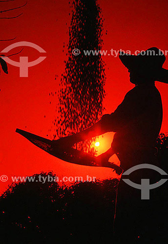  Silhouette of worker sifting coffee beans - Brazil 
