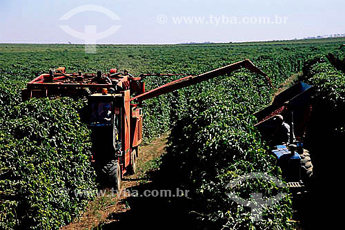 Coffee harvesting (Coffea arabica) - Carmo do Paraiba -  Cerrado Region - Minas Gerais state - Brazil 
