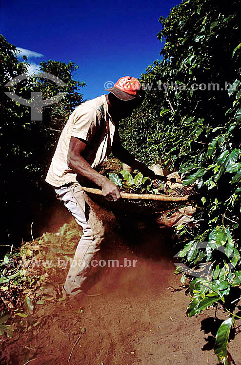  Agriculture - Farm worker in the coffee bean harvest - Minas Gerais state - Brazil 