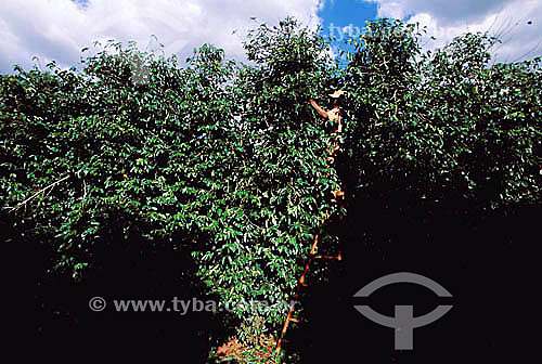  Agriculture - Manual coffee bean harvest - Monte Carmelo city - Minas Gerais state - Brazil 