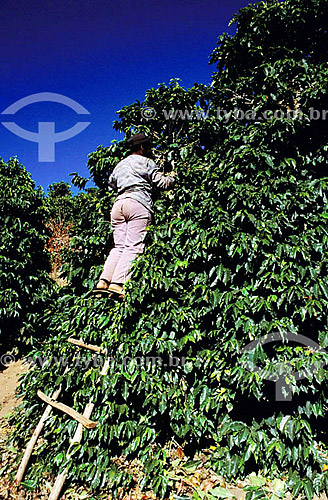  Agriculture - Farm worker at the coffee bean harvest - Minas Gerais state - Brazil 