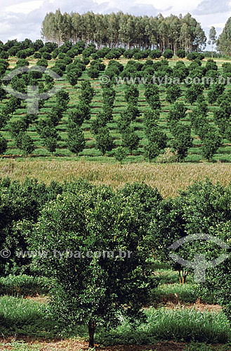  Agriculture - Coffee bean plantation - Sao Paulo state - Brazil 