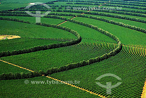  Agriculture - Coffee bean plantation - Coromandel city - Minas Gerais state - Brazil 