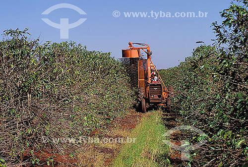  Agriculture - Plantation of coffee - Untwine (to remove the fruits of the branches from top to bottom running the hand and dropping them in the ground) with machine - Dumont village - Sao Paulo - Brazil 