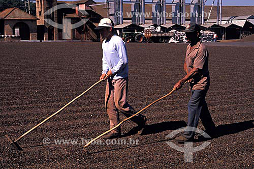  Men working the grains in coffee plantation - Sao Paulo state - Brazil 