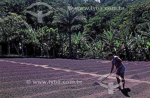 Rural worker spreading coffee beans for drying in a farm - Municipal district of Guaramiranga - Baturite region - Ceara state - Brasil 