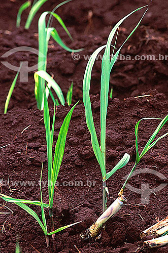  Detail of a sugar cane plant - Ribeirao Preto city - Sao Paulo state - Brazil 