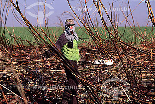  Worker manually collecting sugar cane - Guaira city - Sao Paulo state - Brazil 